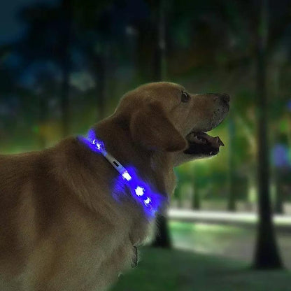 Pet Light Collar Anti-Lost Collar for Dogs Pet Collars - Silvis21 ™